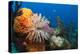 Fan Worm (Spirographis Spallanzanii) and Sponges on a Coral Reef-Reinhard Dirscherl-Premier Image Canvas