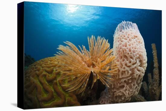 Fan Worm (Spirographis Spallanzanii), Tube Sponge, and Brain Coral on a Coral Reef-Reinhard Dirscherl-Premier Image Canvas