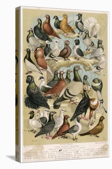 Fancy Pigeon Breeds-A.f. Lydon-Premier Image Canvas