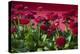 Fancy Red English Daisies-Anna Miller-Premier Image Canvas