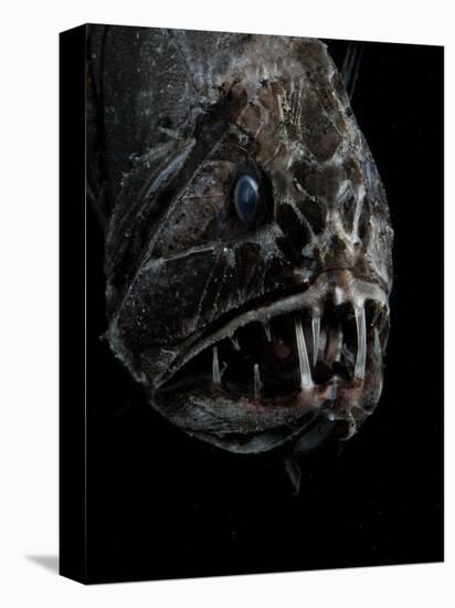 Fangtooth, Bathypelagic Fish (Anoplogaster Cornuta), Deep Sea Atlantic Ocean-David Shale-Premier Image Canvas