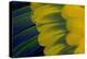 Fanned Out Wing Feathers in Blue, Green and Yellow of Sun Conure-Darrell Gulin-Premier Image Canvas