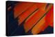 Fanned Out Wing Feathers in Red, Orange and Black-Darrell Gulin-Premier Image Canvas