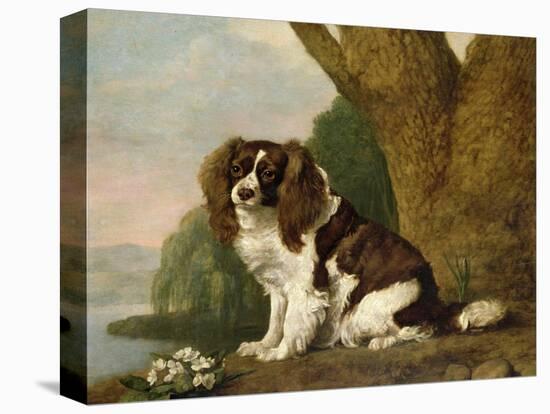 Fanny, a Brown and White Spaniel, 1778-George Stubbs-Premier Image Canvas