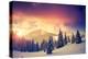 Fantastic Evening Landscape in a Colorful Sunlight. Dramatic Wintry Scene. National Park Carpathian-Leonid Tit-Premier Image Canvas