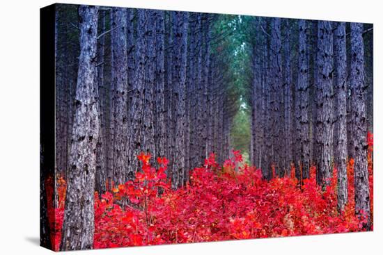 Fantastic Forest with Cotinus Coggygria. Autumn Leaves. Crimea, Ukraine, Europe. Beauty World.-Leonid Tit-Premier Image Canvas