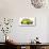 Fantasticar-Carlos Beyon-Stretched Canvas displayed on a wall
