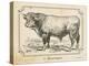 Farm Bull II-Gwendolyn Babbitt-Stretched Canvas