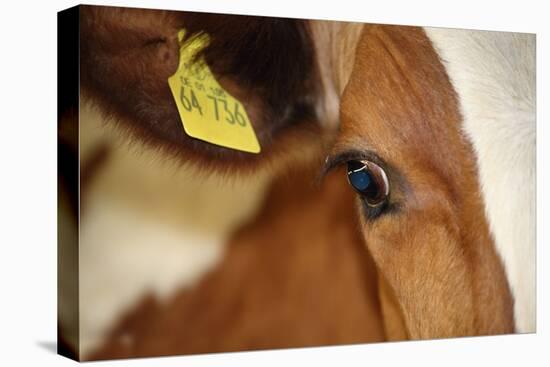 Farm, Cow, Eye, Ear Mark, Close-Up-Catharina Lux-Premier Image Canvas