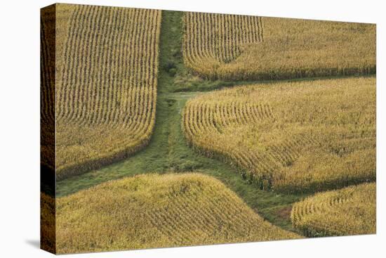 Farm Crops, Rukuhia, Near Hamilton, Waikato, North Island, New Zealand, Aerial-David Wall-Premier Image Canvas