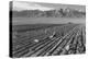 Farm, Farm Workers, Mt. Williamson in Background-Ansel Adams-Stretched Canvas