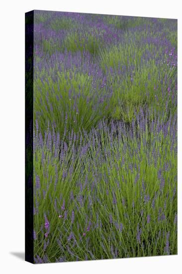 Farm Fields in Bloom at Lavender Festival, Sequim, Washington, USA-Merrill Images-Premier Image Canvas