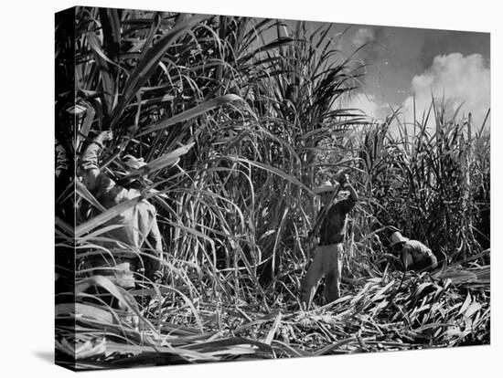 Farm Hands Working on a Sugar Cane Farm-Hansel Mieth-Premier Image Canvas