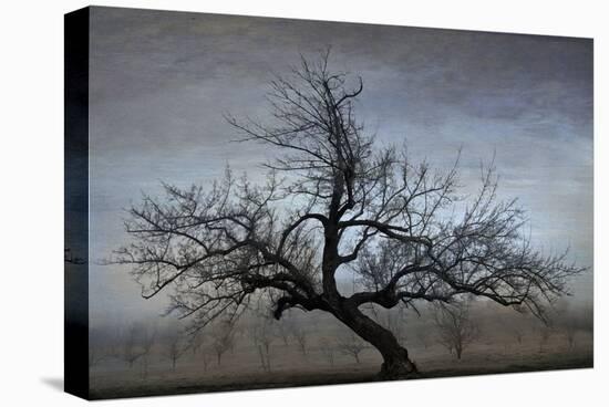 Farm House Tree-David Lorenz Winston-Stretched Canvas