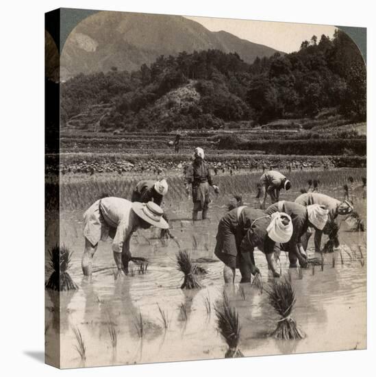 Farm Labourers Transplanting Rice Shoots Near Kyoto, Japan, 1904-Underwood & Underwood-Premier Image Canvas