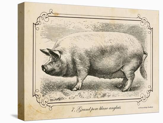 Farm Pig II-Gwendolyn Babbitt-Stretched Canvas