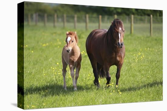 Farm UK 007-Bob Langrish-Premier Image Canvas