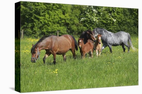 Farm UK 010-Bob Langrish-Premier Image Canvas