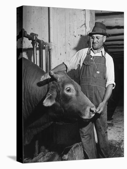 Farm Worker Petting One of the Cows Living on a Dairy Farm-Hansel Mieth-Premier Image Canvas
