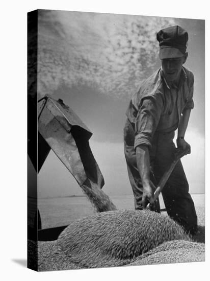Farm Worker Shoveling Harvested Wheat-Ed Clark-Premier Image Canvas