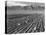 Farm workers harvesting  near Mount Williamson, Manzanar Relocation Center, California, 1943-Ansel Adams-Premier Image Canvas