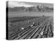 Farm workers harvesting  near Mount Williamson, Manzanar Relocation Center, California, 1943-Ansel Adams-Premier Image Canvas