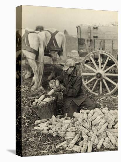 Farmer Collecting Husked Corn to Load into a Horse Drawn Wagon in Washington County, Maryland, 1937-Arthur Rothstein-Stretched Canvas