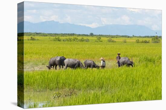 Farmer Herding Water Buffalo by the Kaladan River, Rakhine, Myanmar-Keren Su-Premier Image Canvas