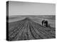 Farmer Lossening Top Soil of His Field-Dmitri Kessel-Premier Image Canvas