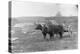 Farmer on Ox Cart-null-Premier Image Canvas