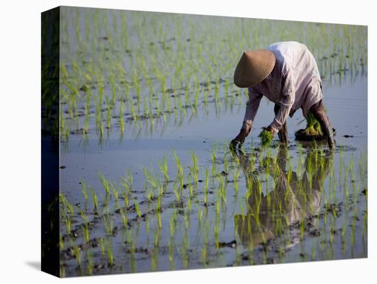 Farmer Planting Rice, Kerobokan, Bali, Indonesia, Southeast Asia, Asia-Thorsten Milse-Premier Image Canvas