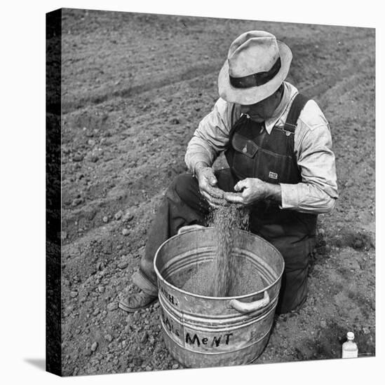 Farmer Straining Grain Through His Fingers-Bernard Hoffman-Premier Image Canvas