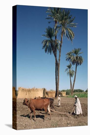 Farmer with an Ox-Drawn Plough, Dendera, Egypt-Vivienne Sharp-Premier Image Canvas