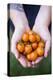 Farmers Hands Holding Tomatoes-Justin Bailie-Premier Image Canvas