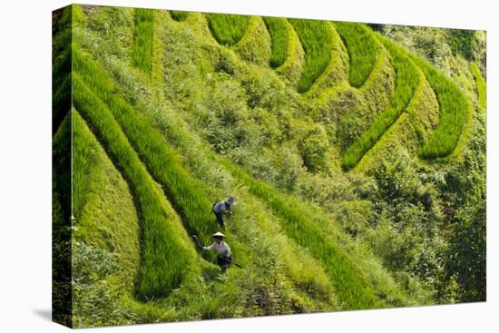 Farmers on the Rice Terrace, Longsheng, Guangxi Province, China-Keren Su-Premier Image Canvas