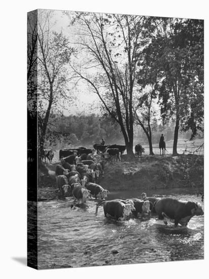 Farmers Rounding Up Bulls, Driving Them Through a Stream-null-Premier Image Canvas