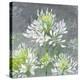 Farmhouse Cleome I-Julia Purinton-Stretched Canvas