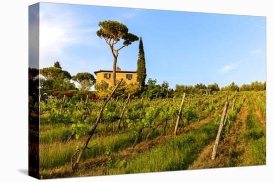 Farmhouse. Typical Rolling Hills Landscape. Tuscany, Italy-Tom Norring-Premier Image Canvas