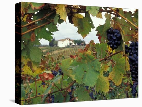 Farmhouse View Through Grapevine, Tuscany, Italy-John & Lisa Merrill-Premier Image Canvas