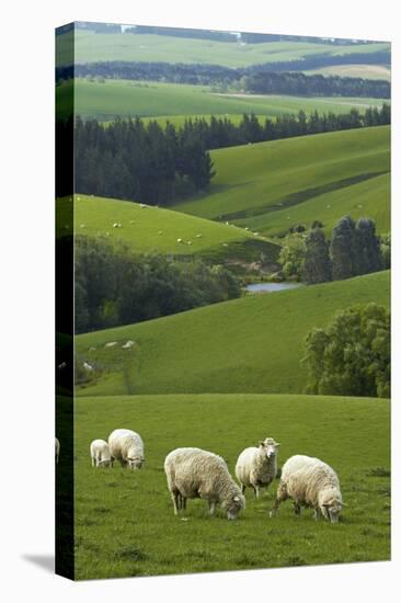 Farmland and Sheep, South Otago, South Island, New Zealand-David Wall-Premier Image Canvas