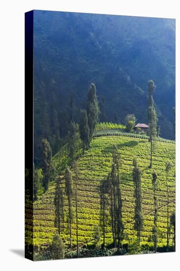 Farmland Near Tengger Semeru National Park, East Java, Indonesia-Keren Su-Premier Image Canvas