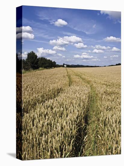 Farmland of Cornfield Ripening, England, United Kingdom, Europe-David Hughes-Premier Image Canvas