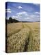 Farmland of Cornfield Ripening, England, United Kingdom, Europe-David Hughes-Premier Image Canvas