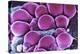 Fat Cells, SEM-Science Photo Library-Premier Image Canvas