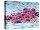 Fat Cells, SEM-Science Photo Library-Premier Image Canvas