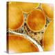 Fat Cells, TEM-Science Photo Library-Premier Image Canvas