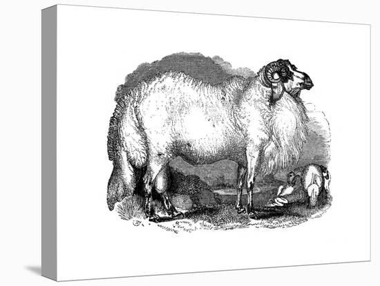 Fat Tailed Sheep Of Syria 1848 Giclee Print By Art Com
