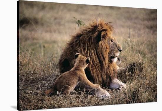 Father Knows Best-Art Wolfe-Stretched Canvas