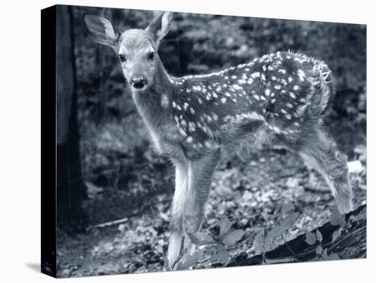 Fawn 2-Gordon Semmens-Premier Image Canvas