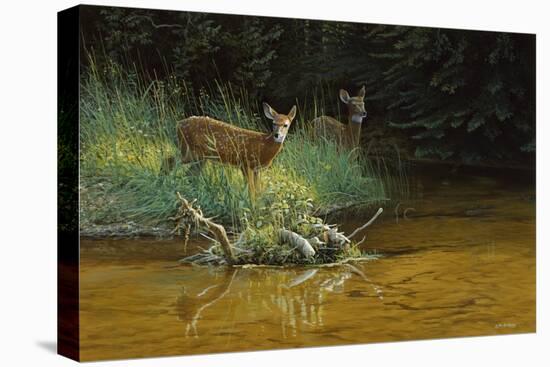 Fawn Brook-Michael Budden-Premier Image Canvas